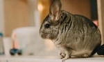 Što ako je chinchilla ćelav, uzroci vune pada